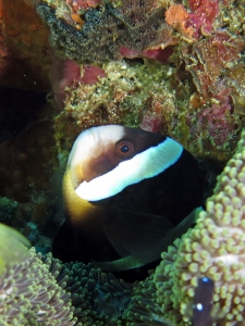 Amphiprion clarkii, Stichodactyla haddoni ou S. mertensii