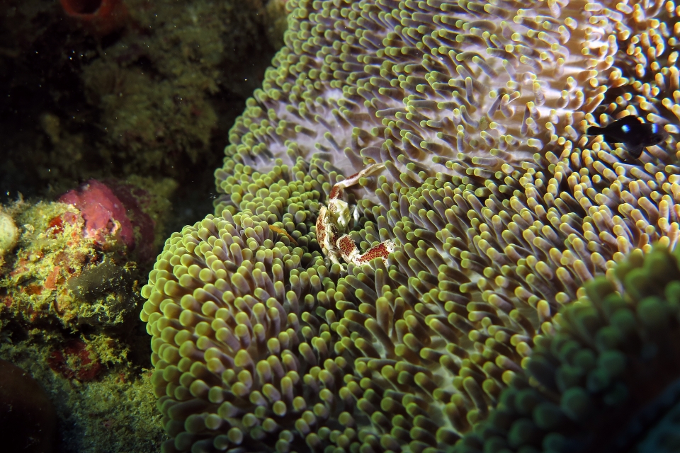 Neopetrolisthes ohshimai, Stichodactyla haddoni ou S. mertensii