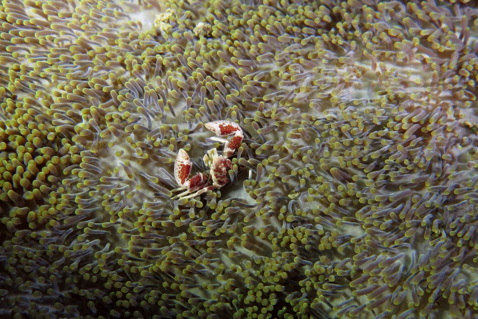Neopetrolisthes ohshimai, Stichodactyla haddoni ou S. mertensii