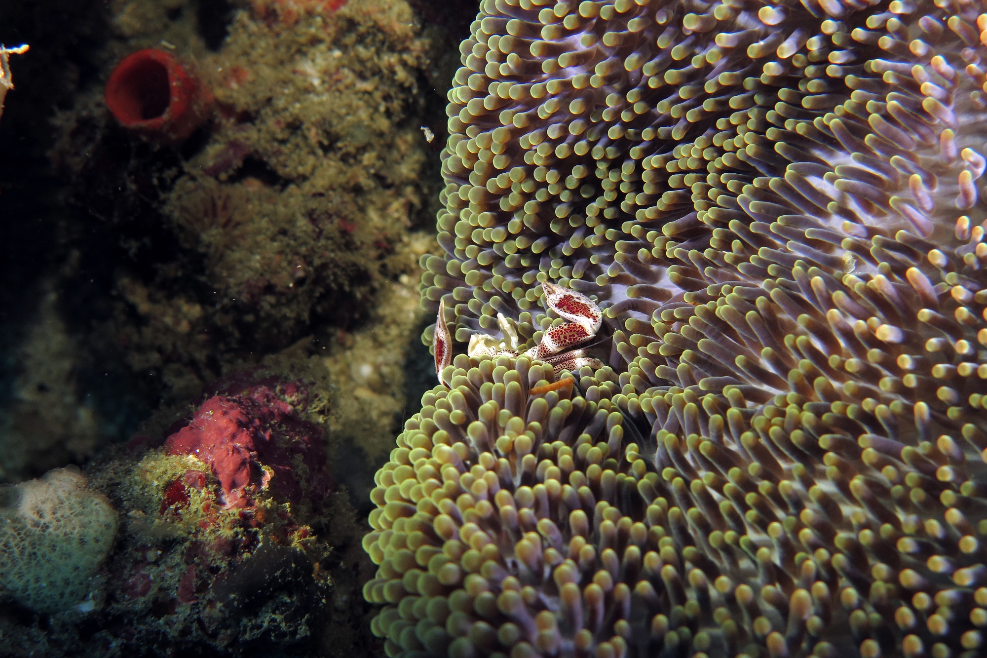 Neopetrolisthes ohshimai, Stichodactyla haddoni ou S. mertensii
