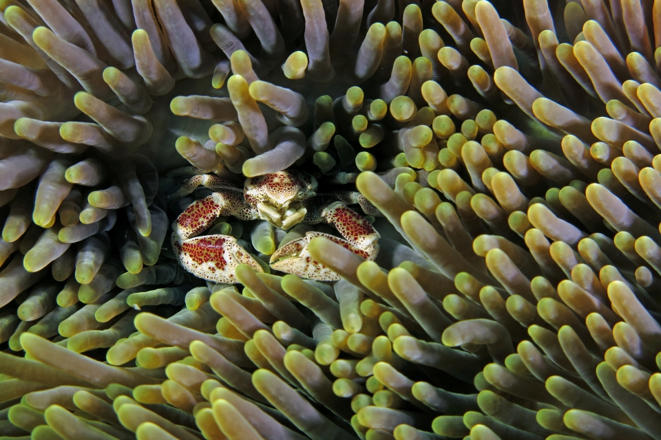 Neopetrolisthes ohshimai, Stichodactyla haddoni ou S. mertensii