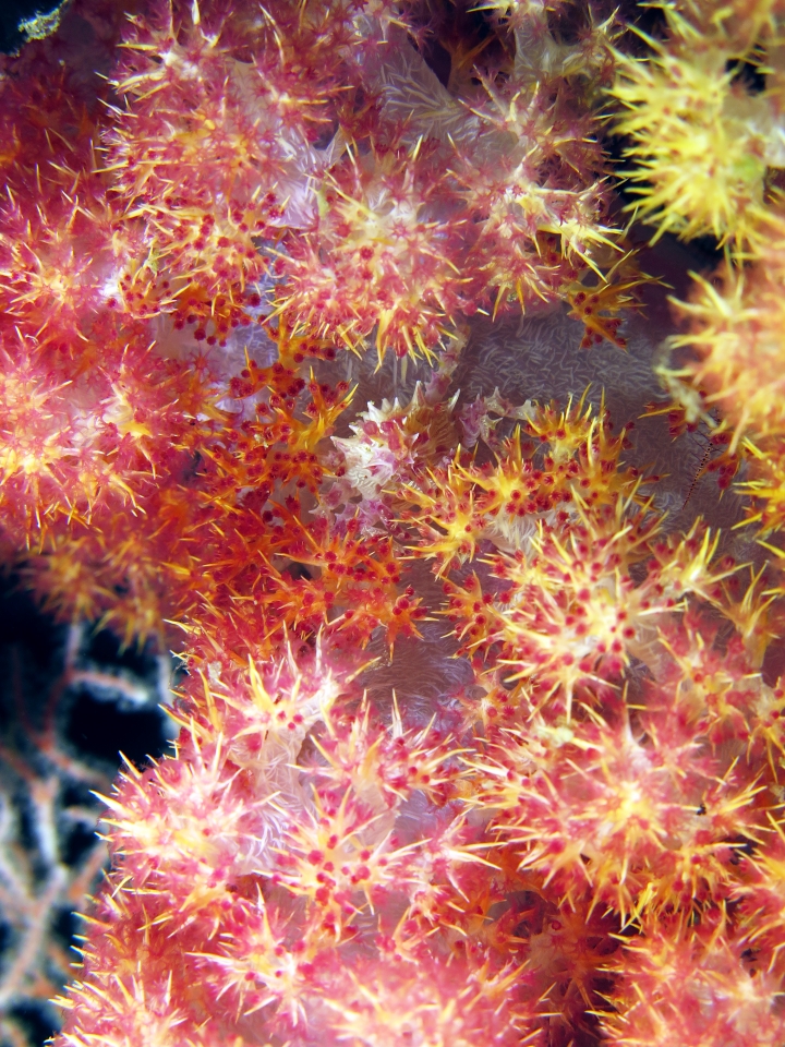 Hoplophrys oatesii, Dendronephthya sp.