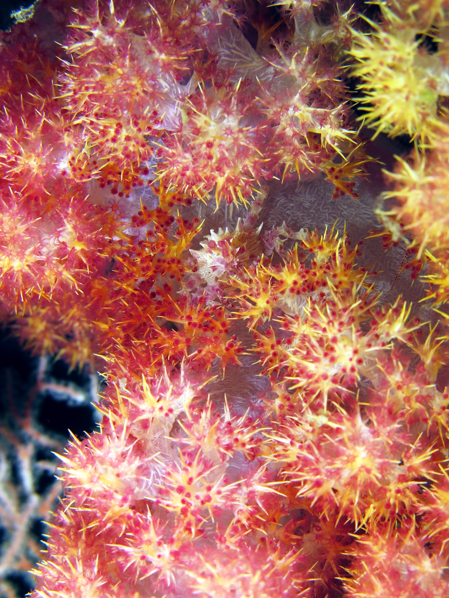 Hoplophrys oatesii, Dendronephthya sp.