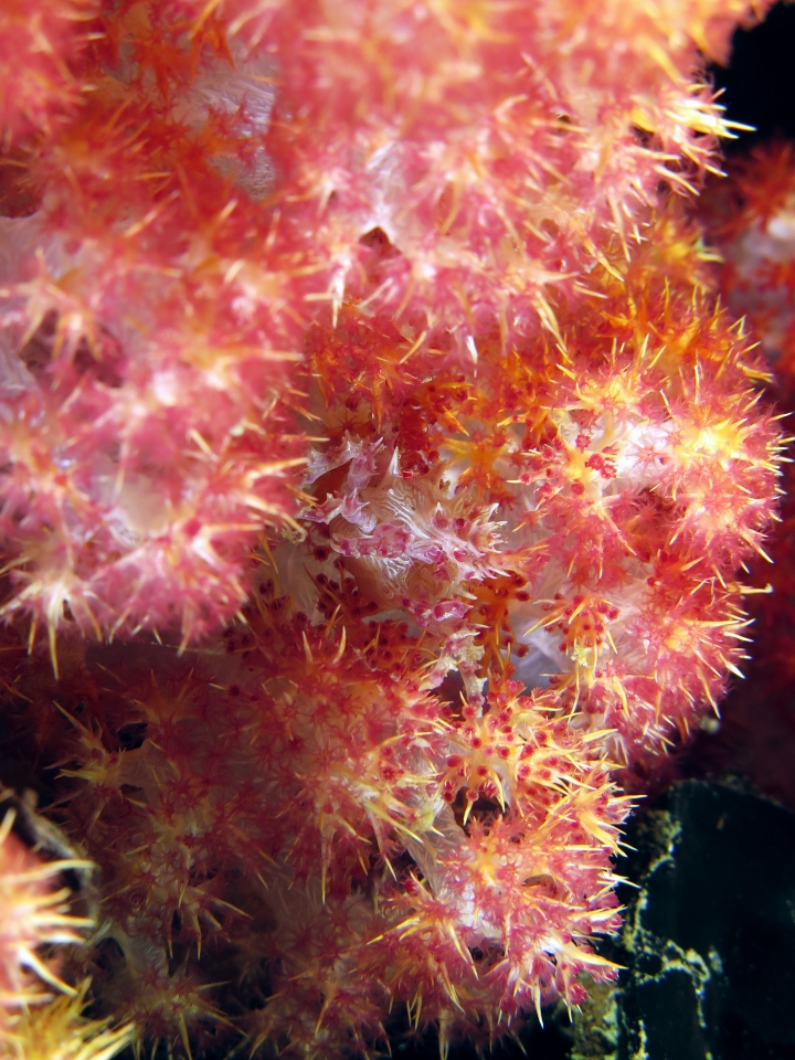 Hoplophrys oatesii, Dendronephthya sp.