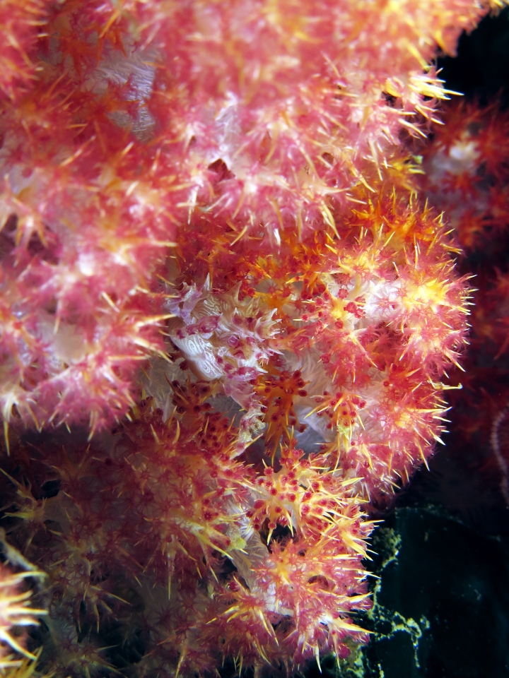 Hoplophrys oatesii, Dendronephthya sp.