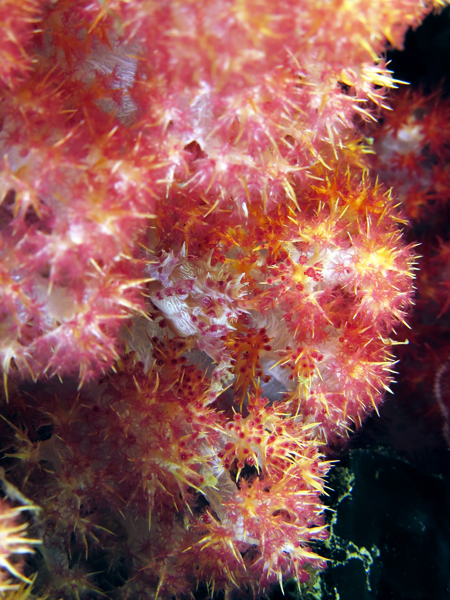 Hoplophrys oatesii, Dendronephthya sp.