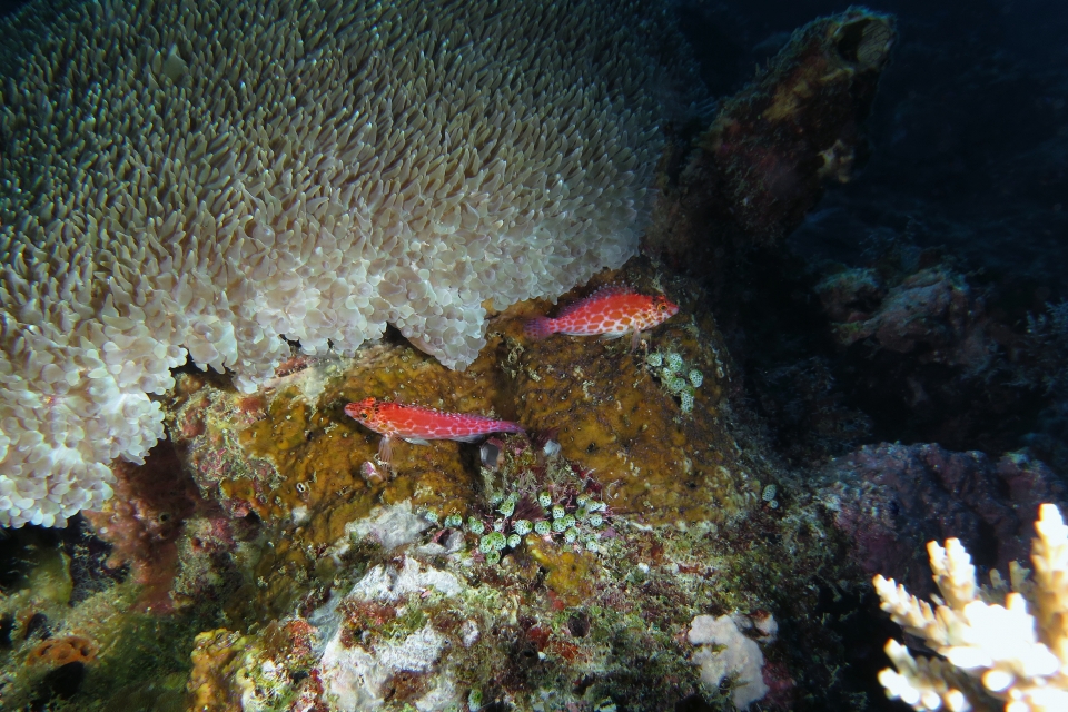 Cirrhitichthys oxycephalus, Physogyra lichtensteini