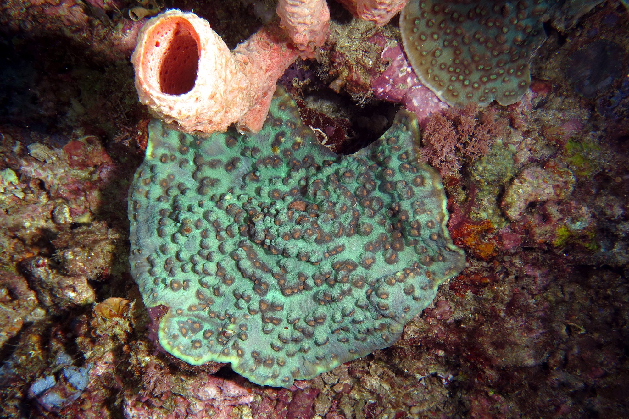 Mycedium elephantotus