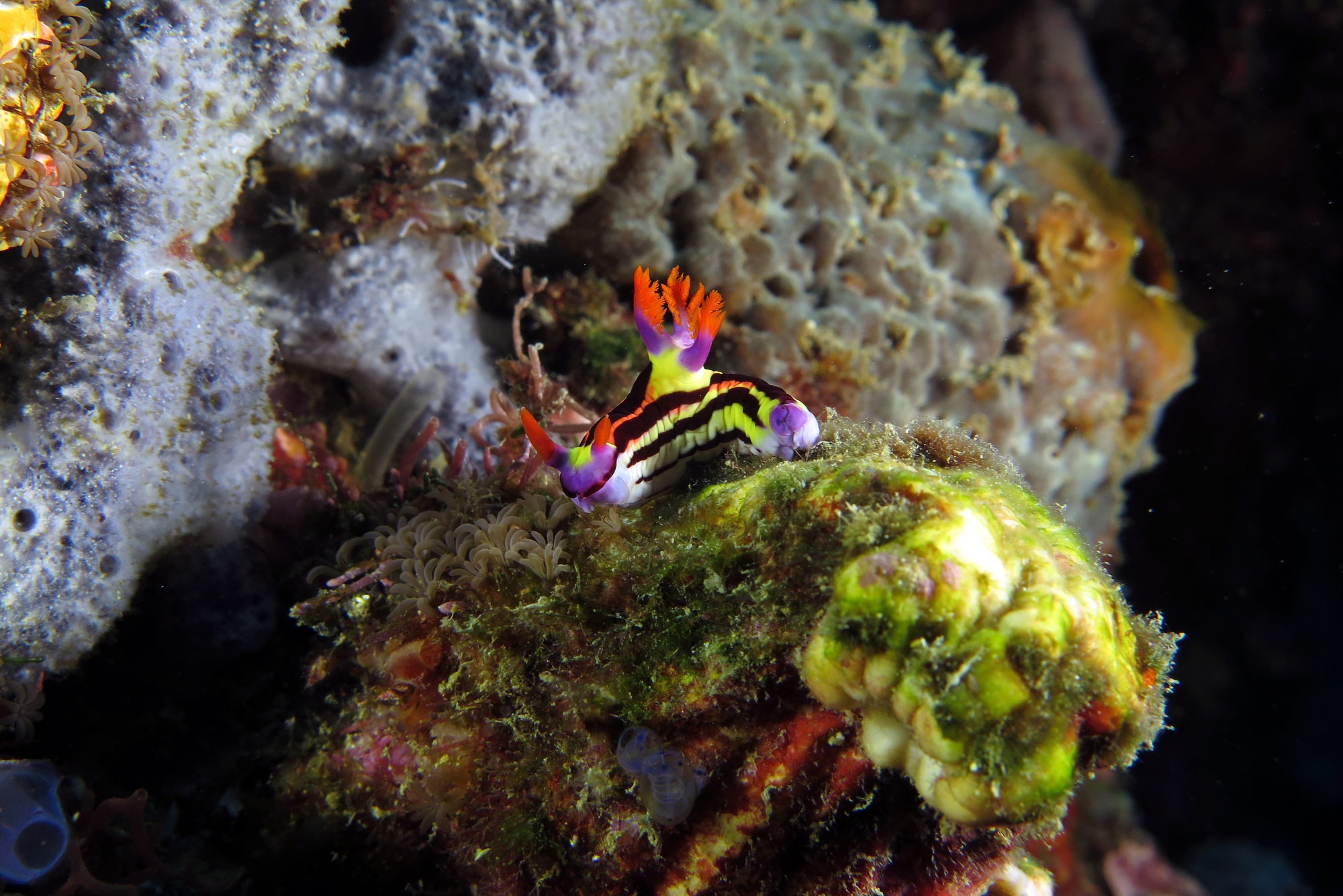 Nembrotha aurea