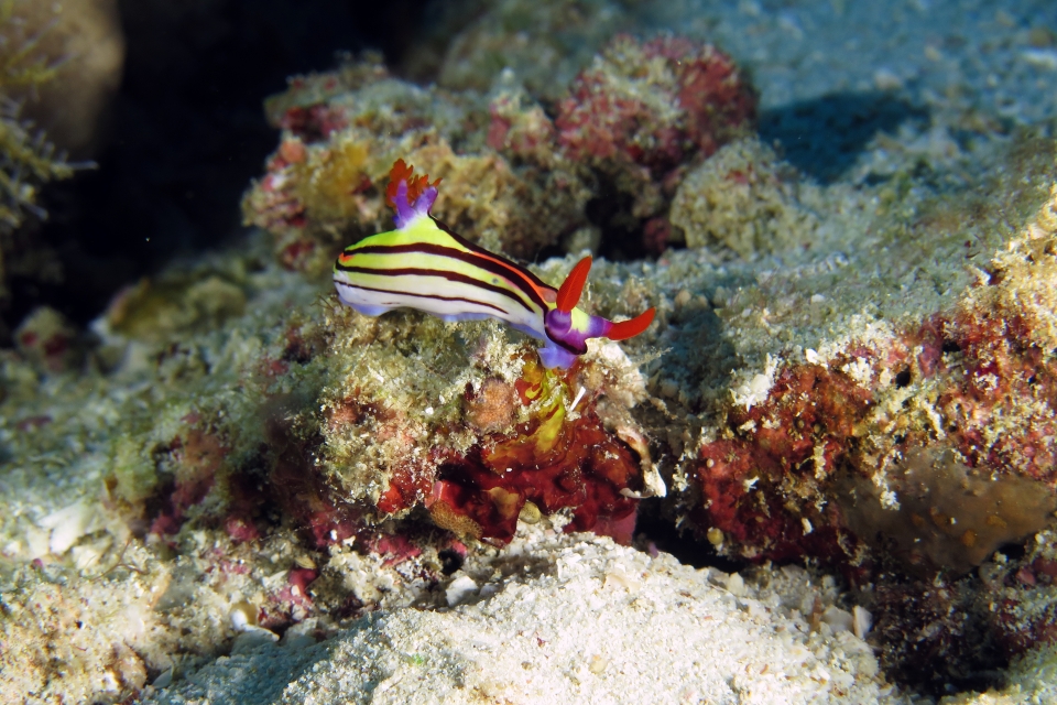 Nembrotha aurea