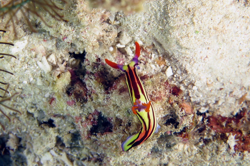 Nembrotha aurea