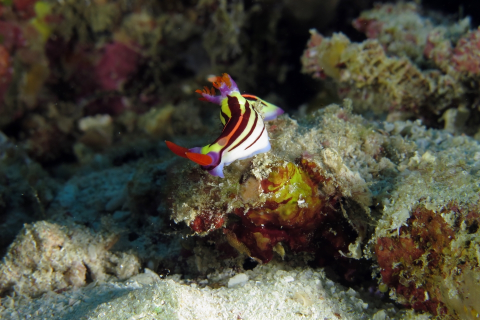 Nembrotha aurea