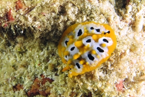 Phyllidia ocellata