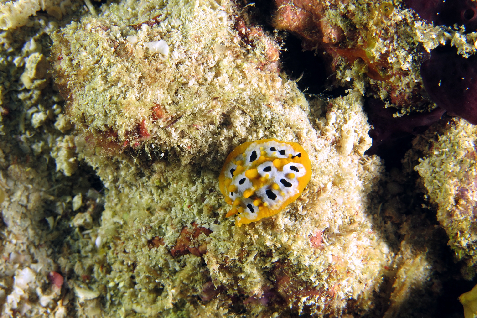 Phyllidia ocellata