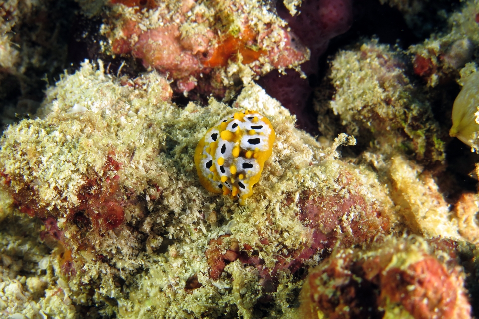 Phyllidia ocellata