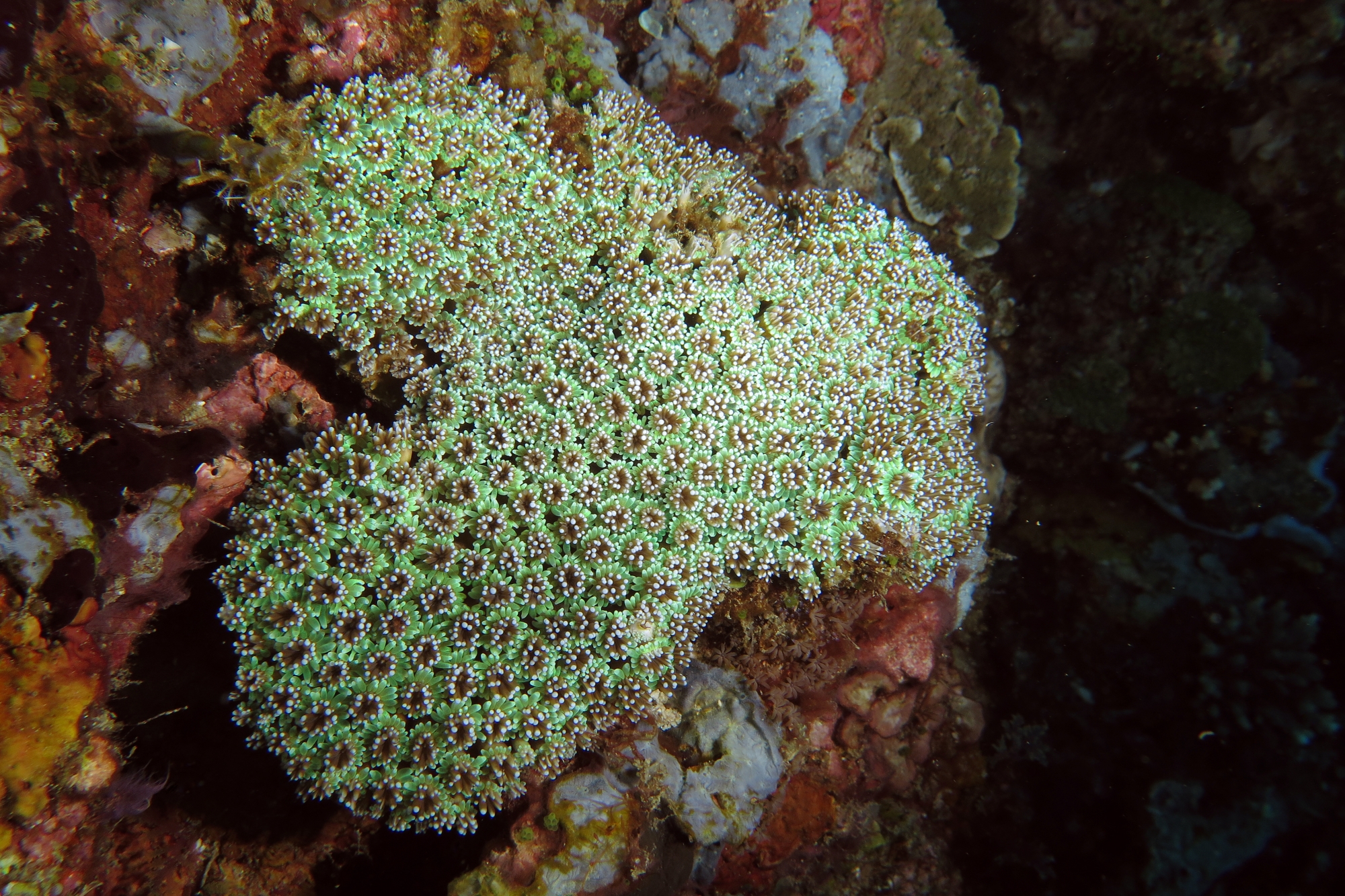 Galaxea fascicularis