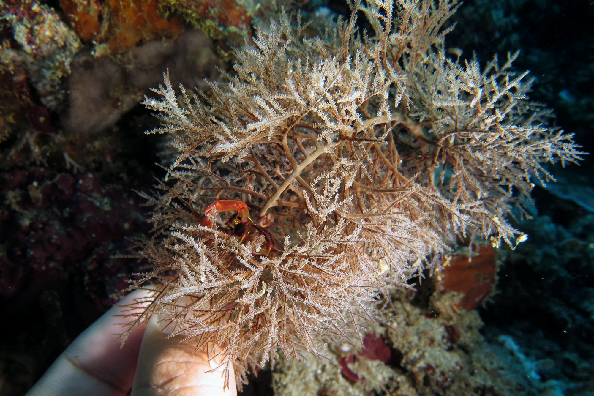 Quadrella maculosa