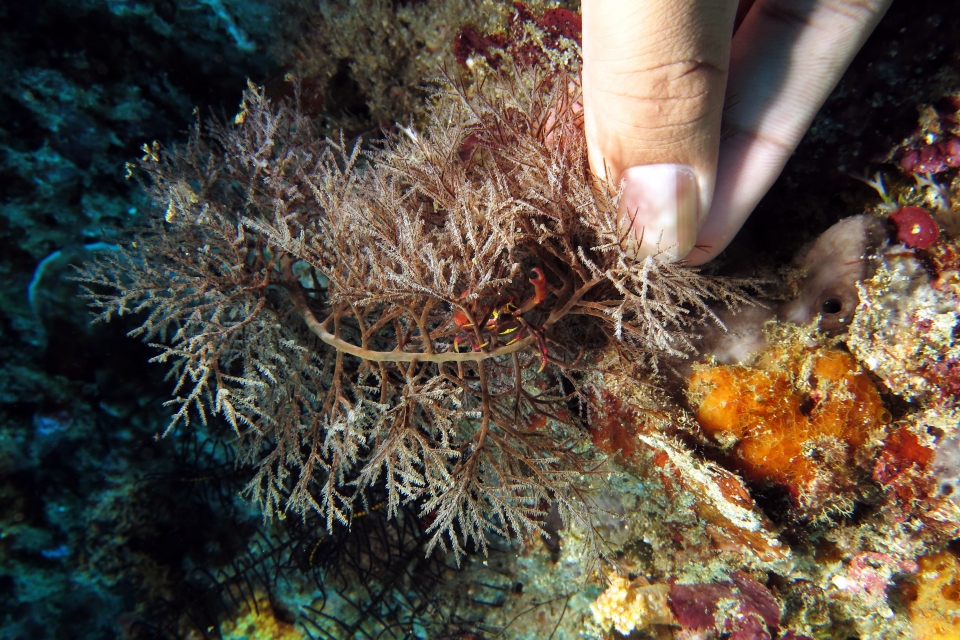 Quadrella maculosa