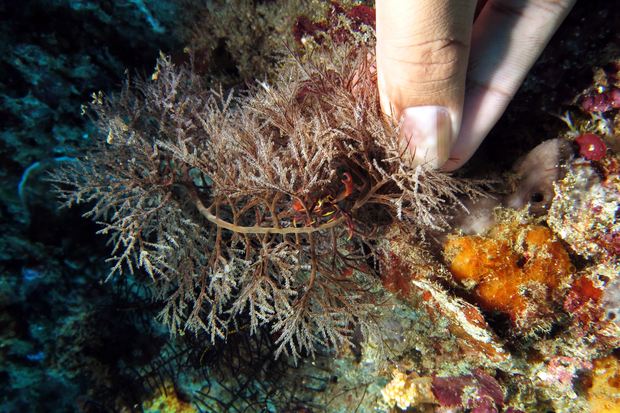 Quadrella maculosa