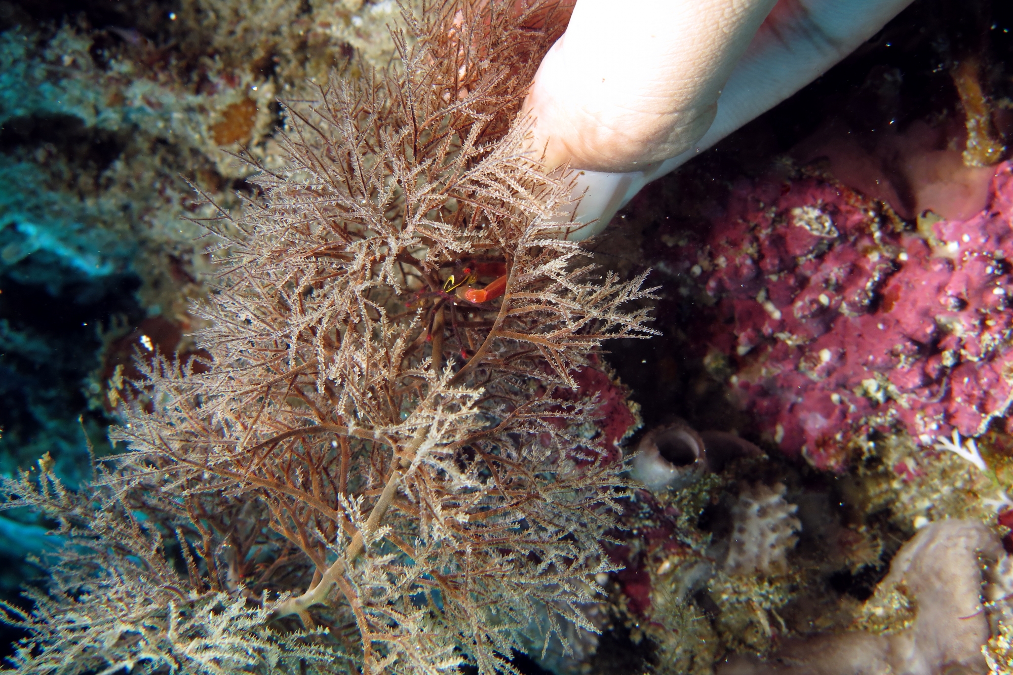 Quadrella maculosa