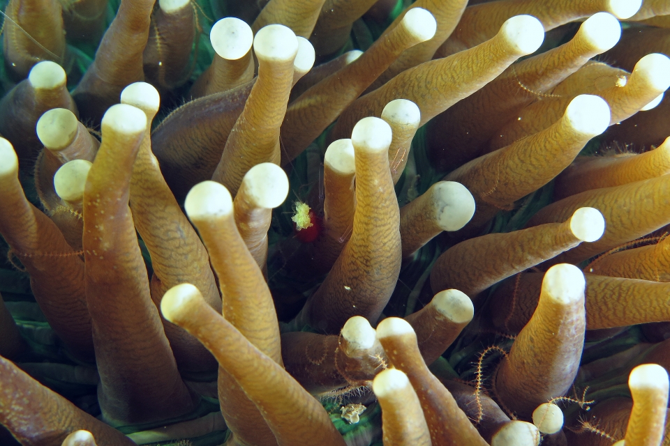 Cuapetes kororensis, Heliofungia actiniformis