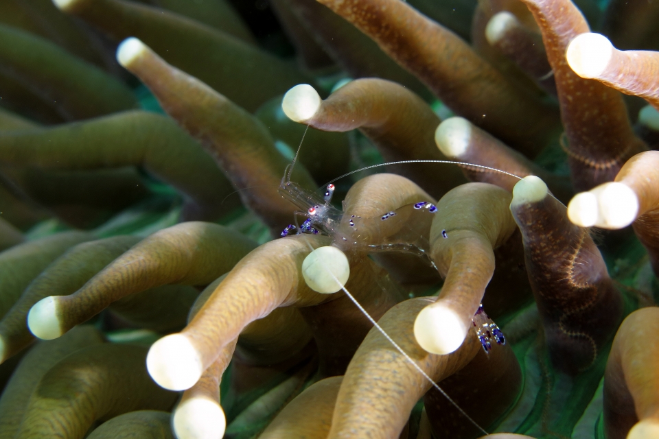 Ancylomenes sarasvati, Heliofungia actiniformis