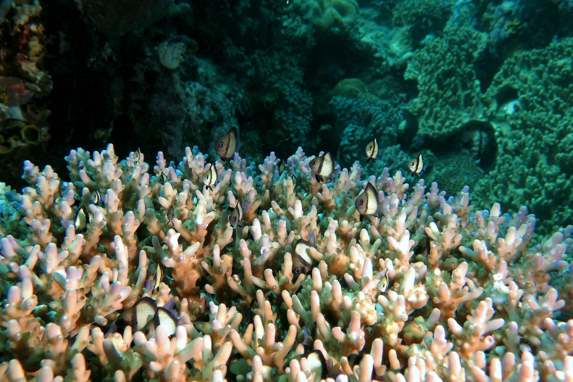 Dascyllus reticulatus, Acropora sp
