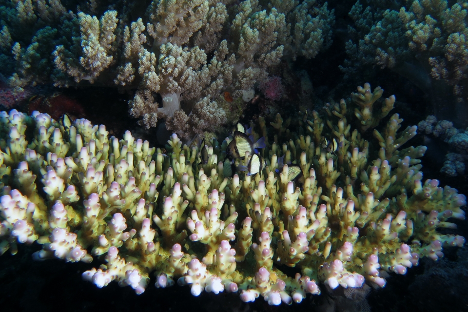 Dascyllus reticulatus, Acropora sp