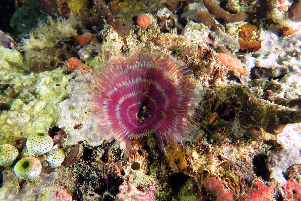 Bispira sp ou Sabellastarte sp