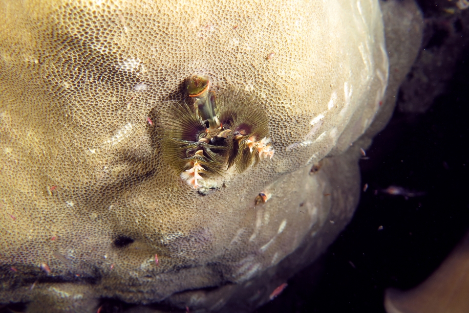 Spirobranchus giganteus, Porites sp
