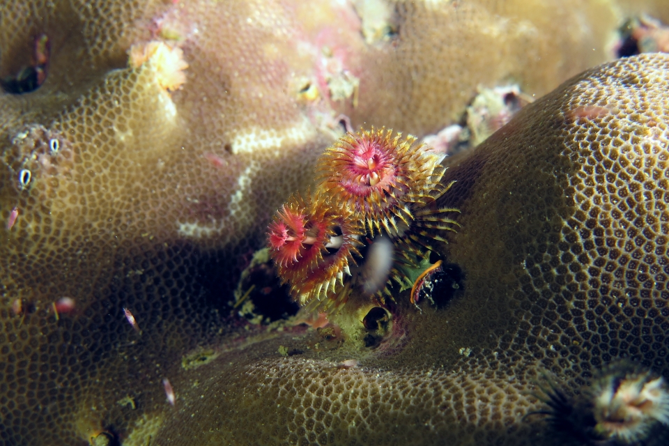Spirobranchus giganteus, Porites sp