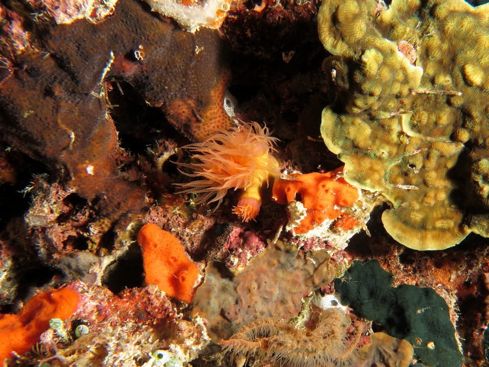 Dendrophyllia ou Tubastraea, Leptoseris mycetoseroides