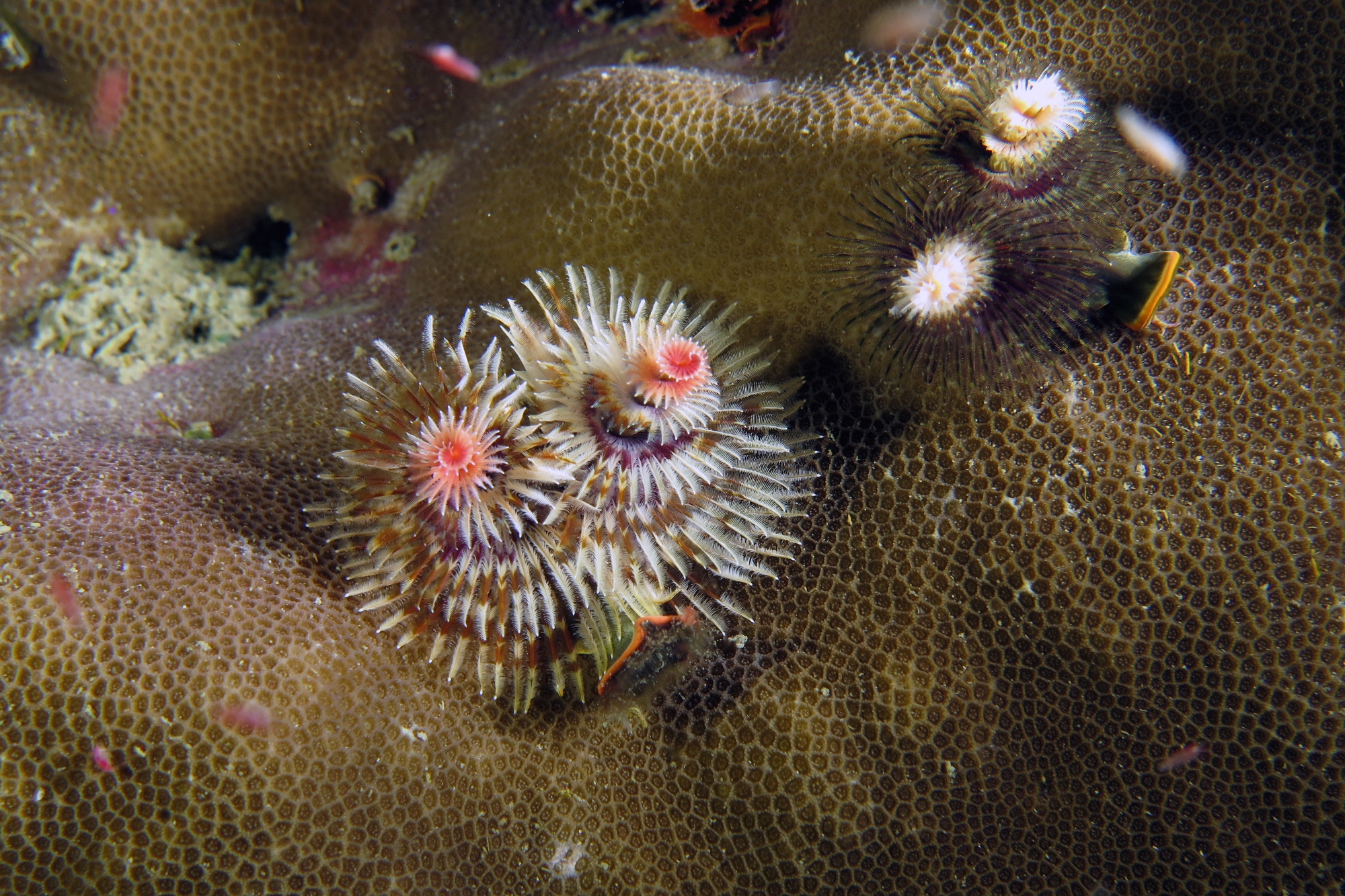 Spirobranchus giganteus, Porites sp