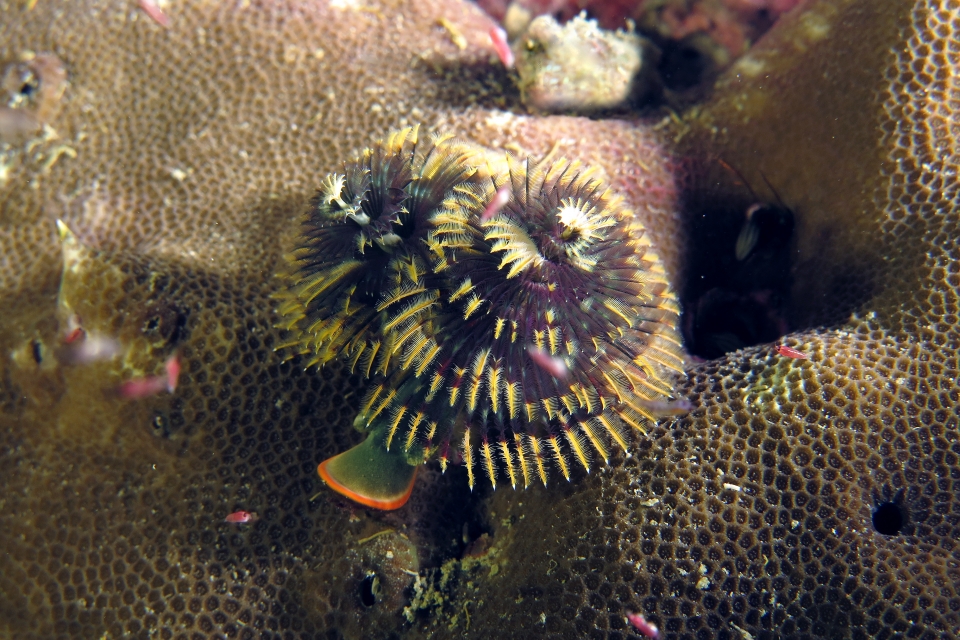 Spirobranchus giganteus, Porites sp