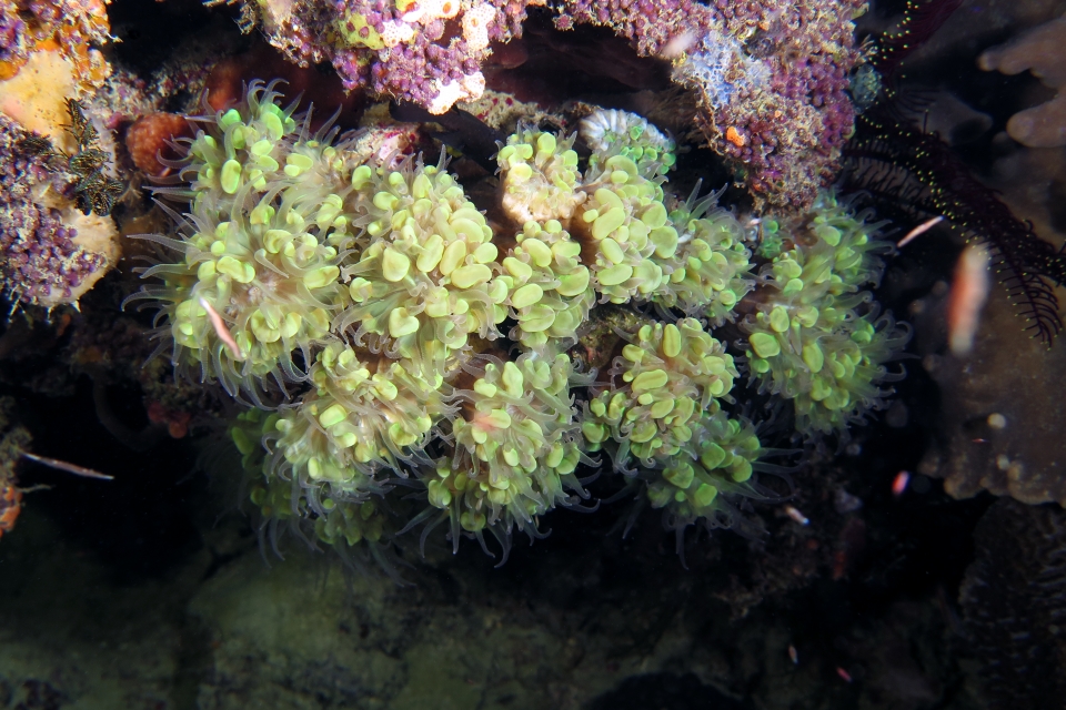 Plerogyra simplex