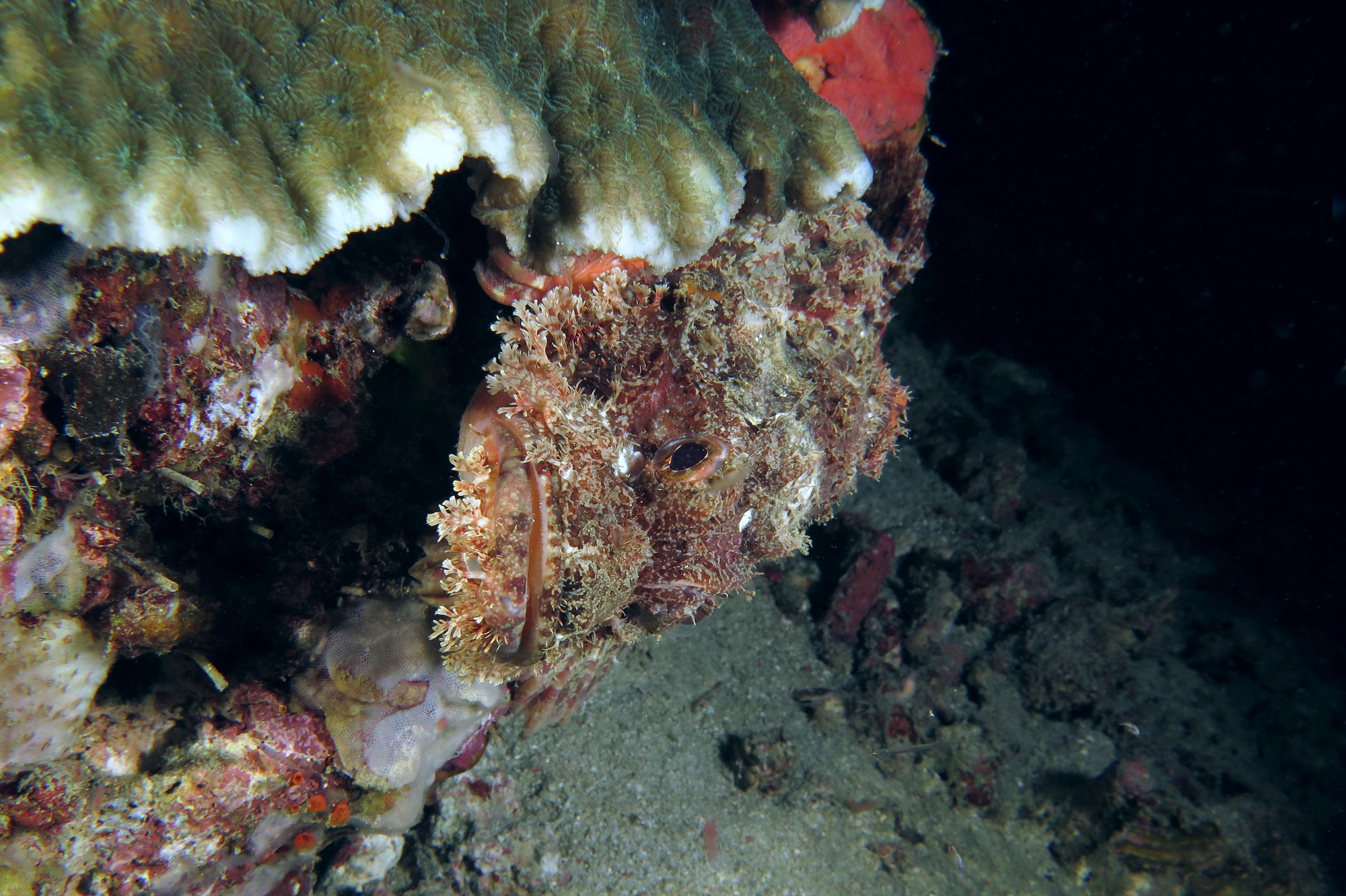 Scorpaenopsis oxycephala ou Scorpaenopsis venosa