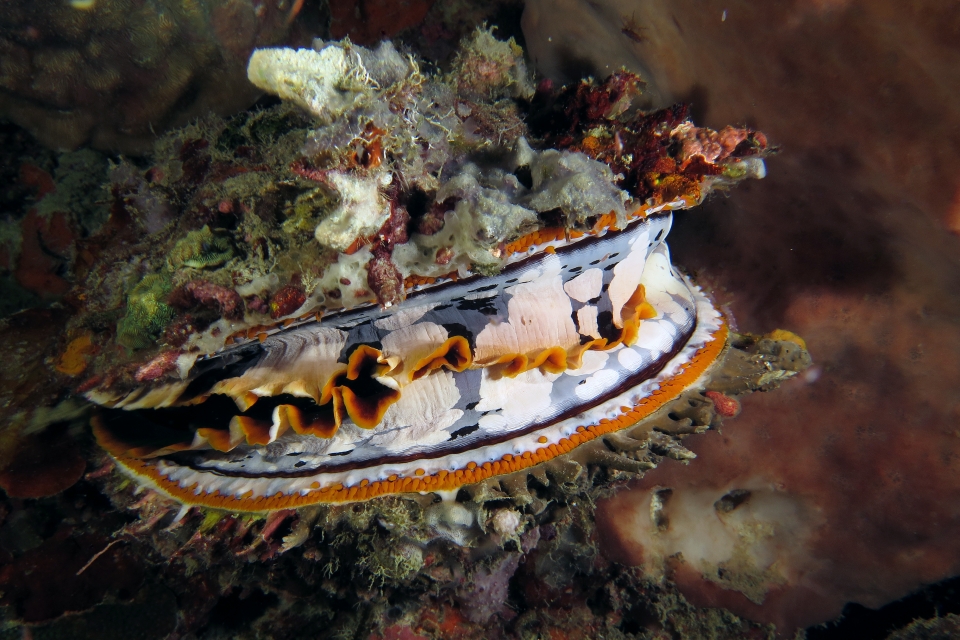 Spondylus varius