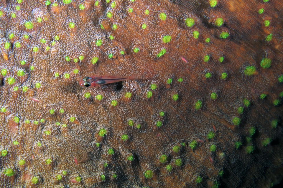 Trimma sp, Corail Montipora peut-être