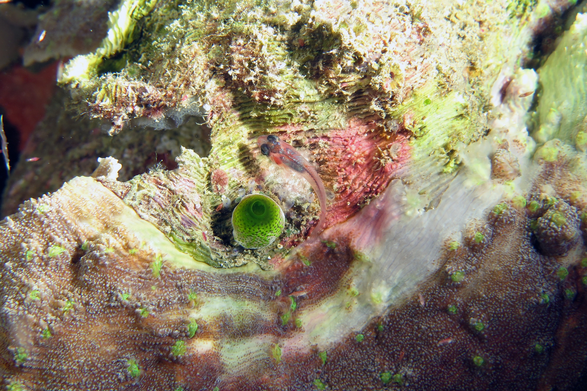 Trimma sp, Corail Montipora peut-être