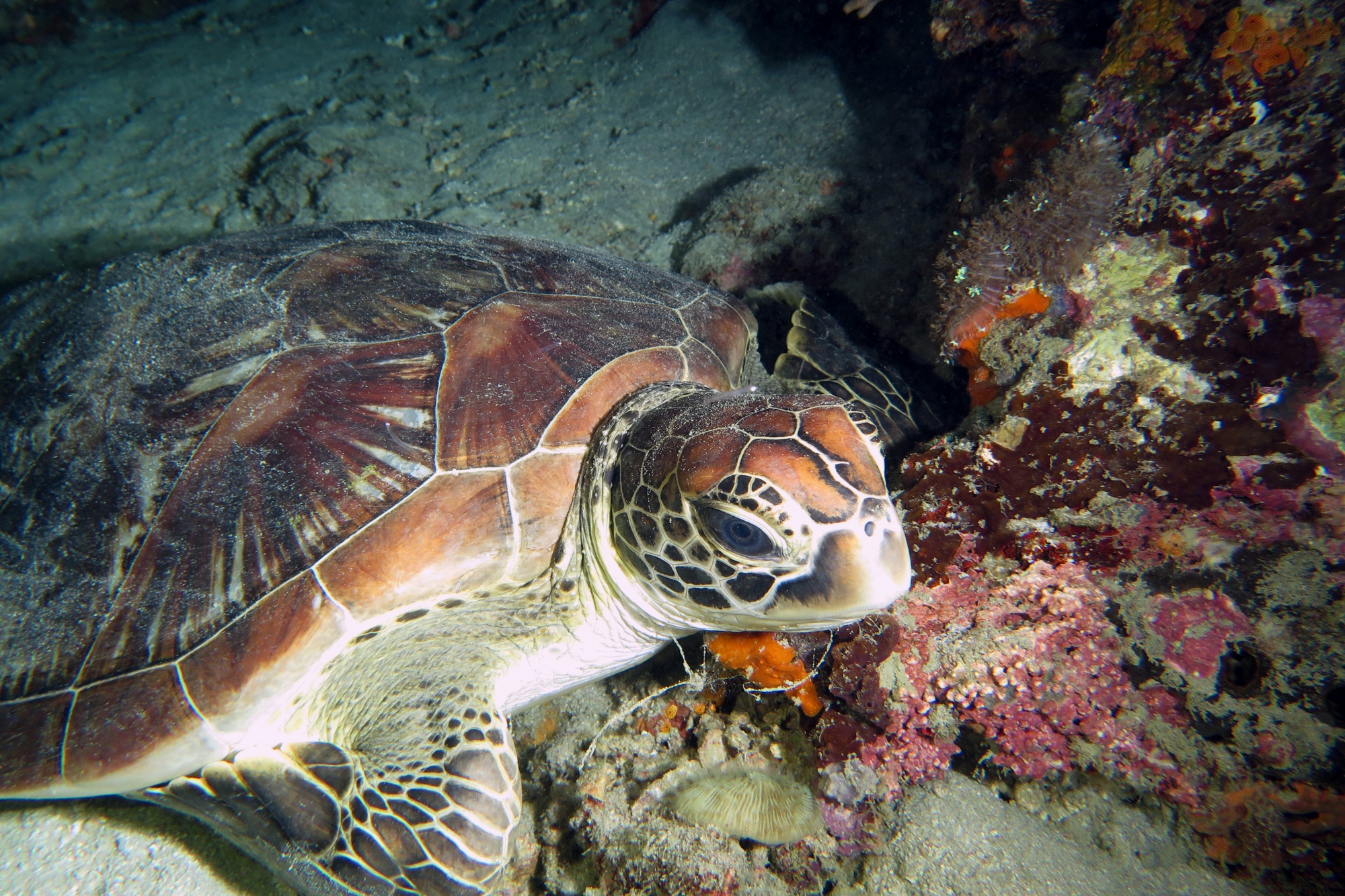 Chelonia mydas