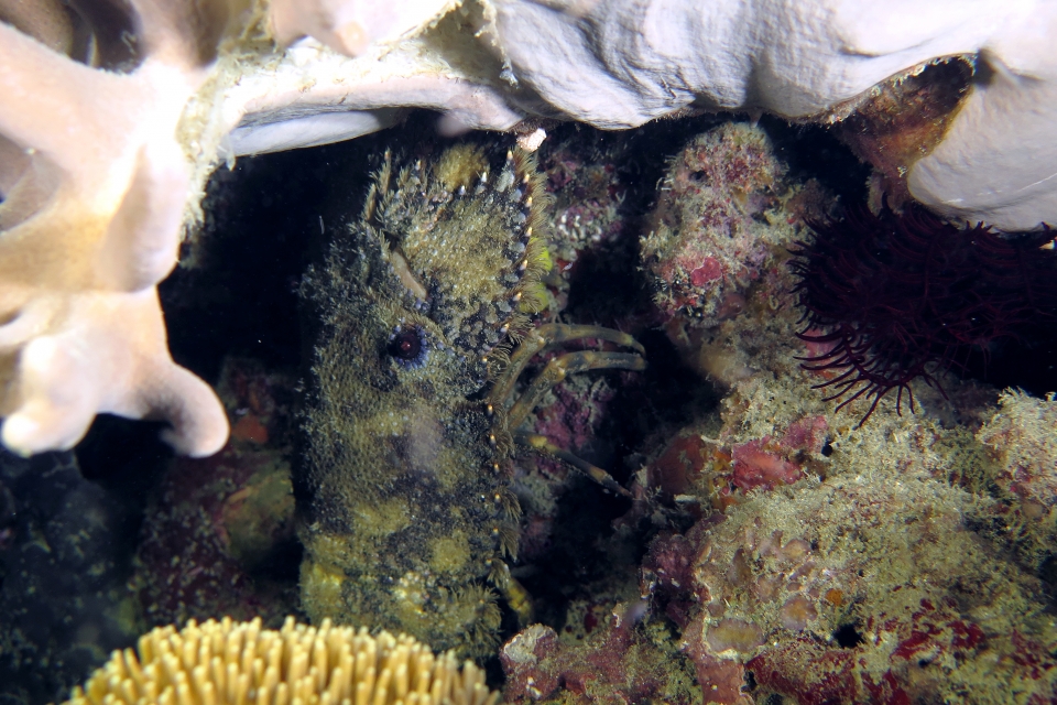 Parribacus antarcticus