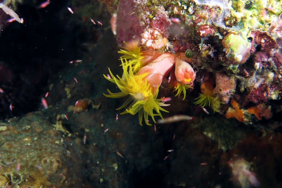 Cladopsammia gracilis