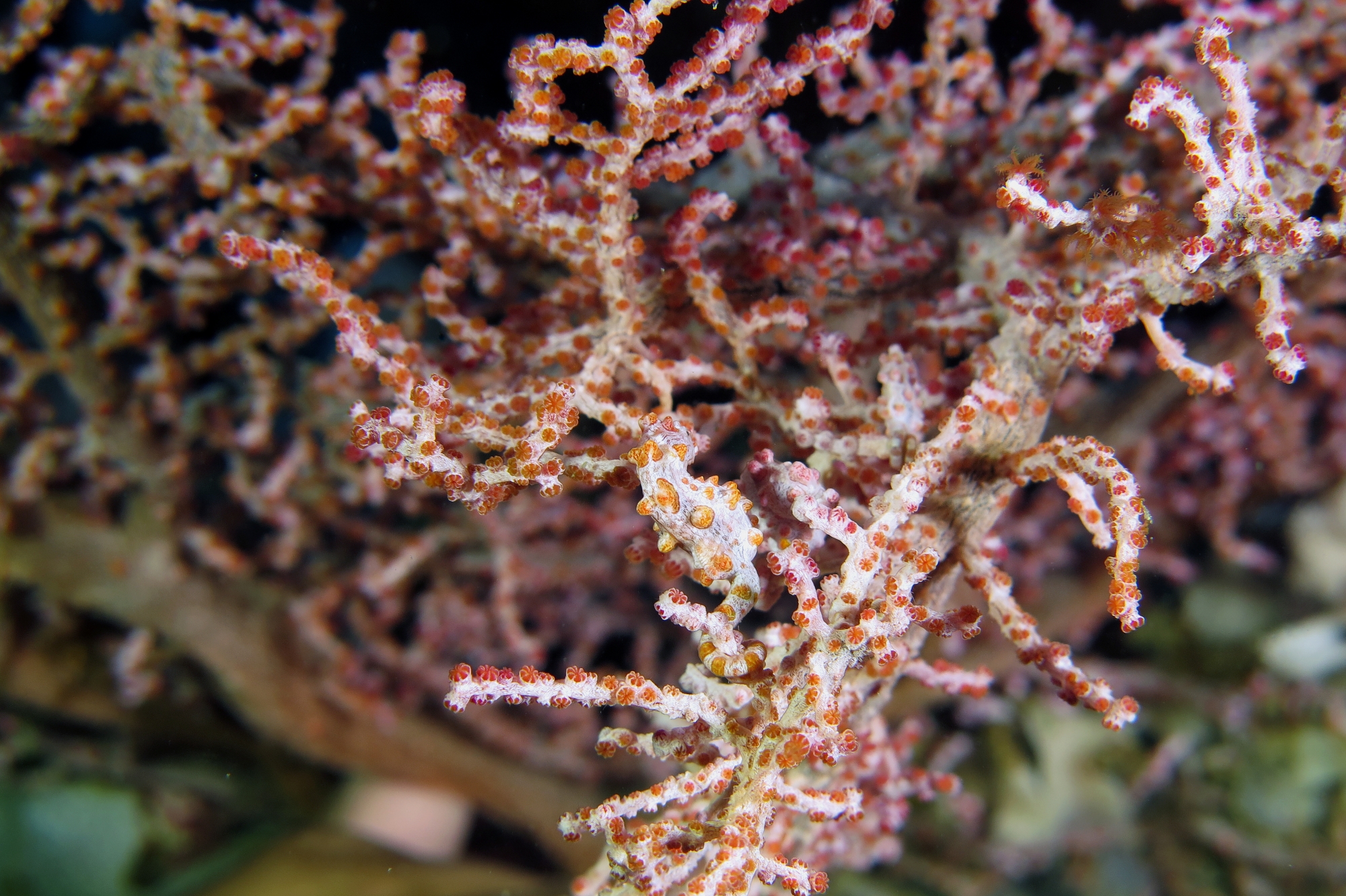 Hippocampus bargibanti, Muricella plectana