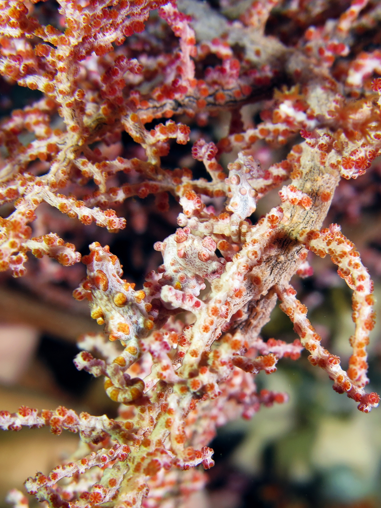 Hippocampus bargibanti, Muricella plectana