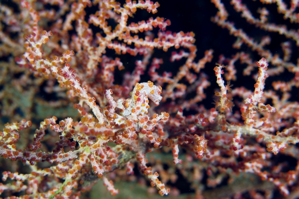 Hippocampus bargibanti, Muricella plectana