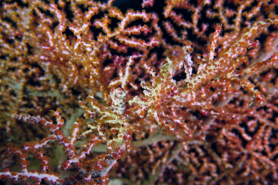 Hippocampus bargibanti, Muricella plectana