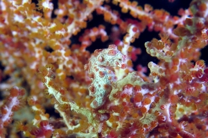 Hippocampus bargibanti, Muricella plectana