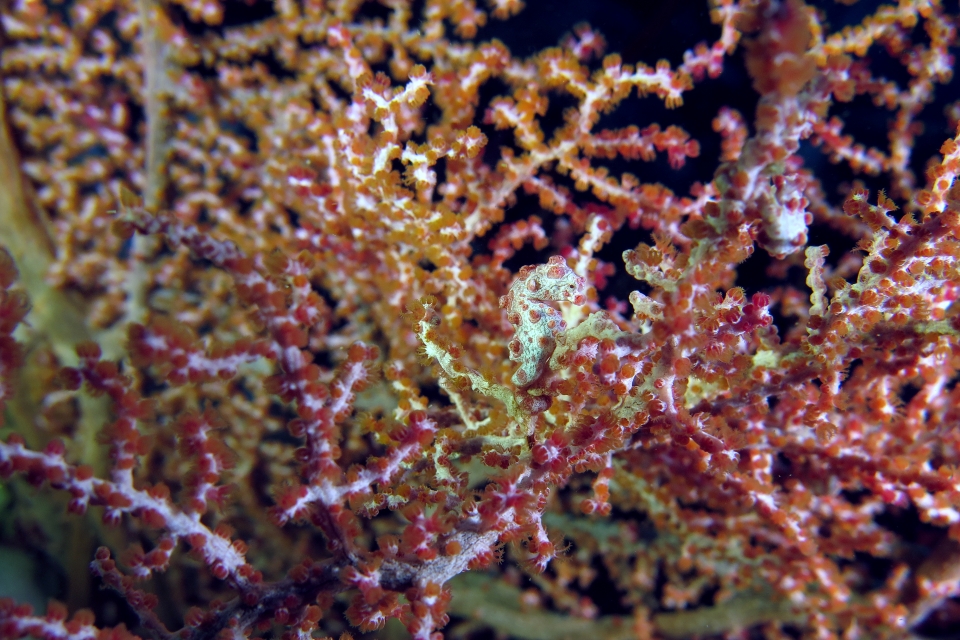 Hippocampus bargibanti, Muricella plectana