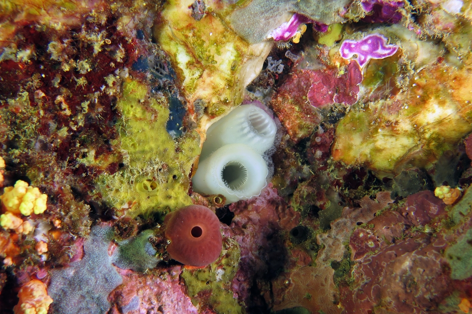 Phallusia arabica
