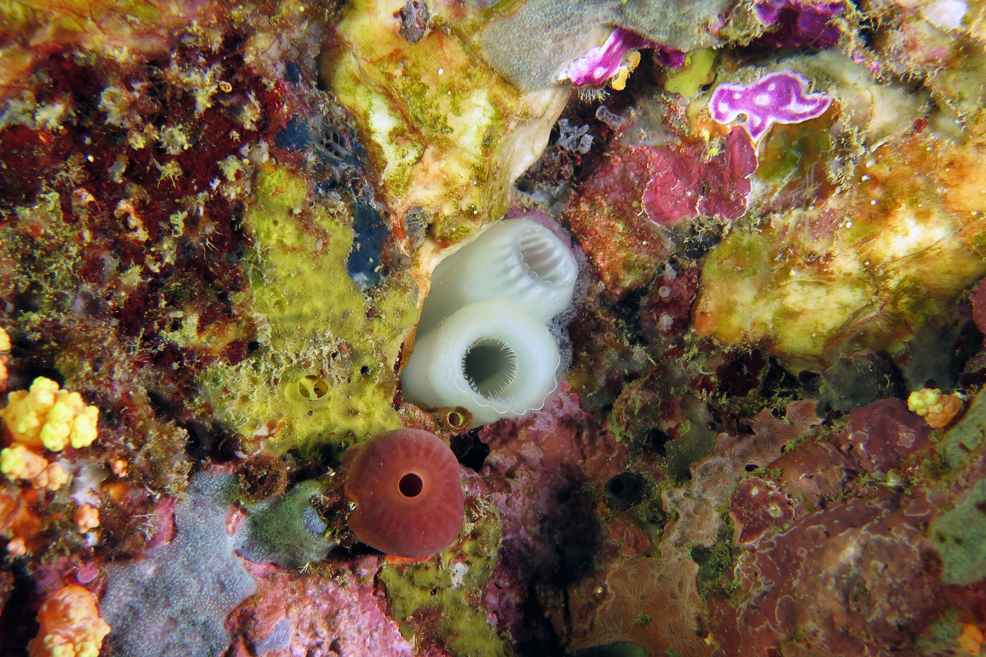 Phallusia arabica
